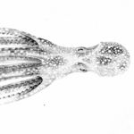 Image of Octopus salutii