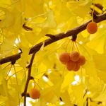 Go to this species on the OneZoom tree of life