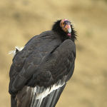 California condor