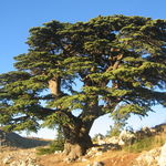 Image of Cedrus libani