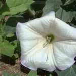 Image of Datura wrightii