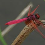 Image of Trithemis aurora