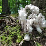 Image of Monotropa uniflora