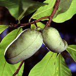 Image of Asimina triloba