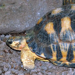 Image of Astrochelys radiata