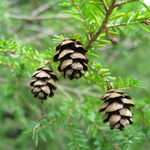 Image of Tsuga canadensis