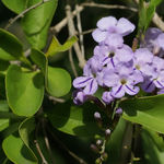 Image of Duranta erecta