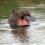 Image of Hippopotamus amphibius