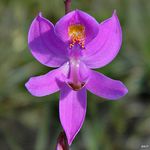 Image of Calopogon pallidus