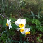 Image of Narcissus tazetta