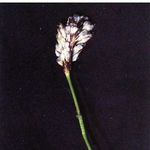 Go to this species on the OneZoom tree of life