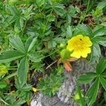 Image of Potentilla aurea