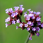 Image of Verbena bonariensis