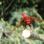 Image of Libellula saturata