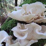 Image of Pleurotus ostreatus