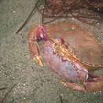 Image of Metacarcinus gracilis