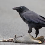 Image of Corvus tasmanicus