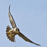 Image of Falco peregrinus