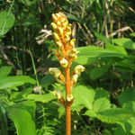 Image of Gastrodia elata