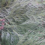 Image of Thuja standishii
