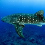 Go to this species on the OneZoom tree of life