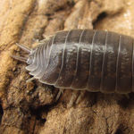 Image of Porcellio laevis