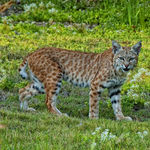 Image of Lynx rufus
