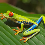 Image of Agalychnis callidryas