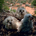 Go to this species on the OneZoom tree of life