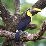 Image of Ramphastos swainsonii