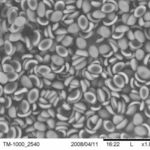 Image of Psilocybe subaeruginosa