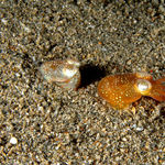 Image of Euprymna scolopes