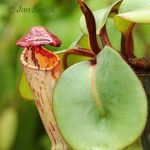 Shield-leaved pitcher-plant