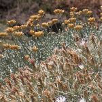 Image of Helichrysum italicum