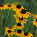 Image of Rudbeckia fulgida