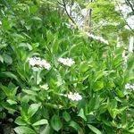 Image of Hydrangea macrophylla