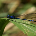 Image of Argia extranea