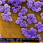 Image of Staphylococcus aureus 18807