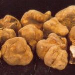 Image of Tuber magnatum