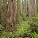 Image of Sequoia sempervirens