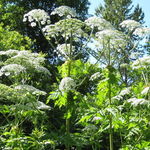 Image of Heracleum mantegazzianum