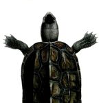 Chinese pond turtle