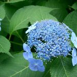 Image of Hydrangea serrata