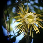 Image of Selenicereus grandiflorus