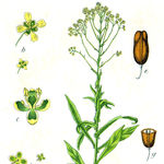 Image of Isatis tinctoria