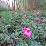 Image of Paeonia broteri