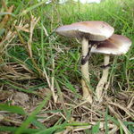 Image of Psilocybe subcubensis