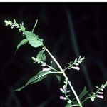 Image of Scutellaria lateriflora