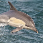 Image of Delphinus delphis