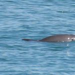 Image of Phocoena sinus